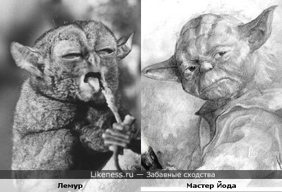 Лемур напомнил Мастера Йоду
