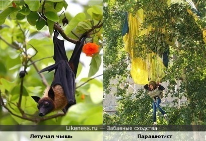 Повисли на ветках