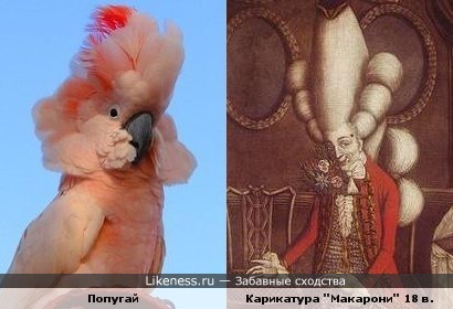 Попугай-Макарони