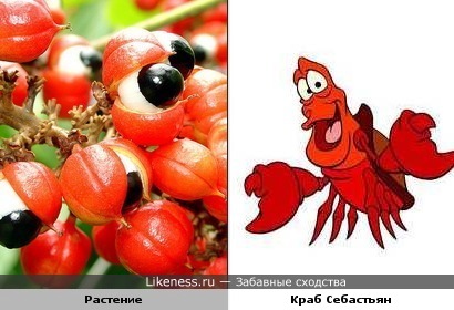 В этом растении спрятался персонаж м/ф "Русалочка"