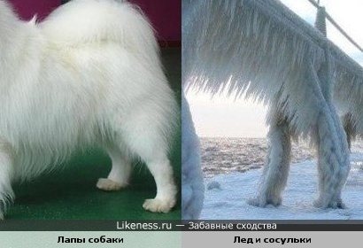 Мохнатые лапы