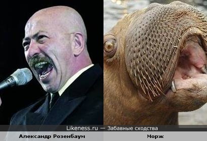 Александр Розенбаум - вылитый морж