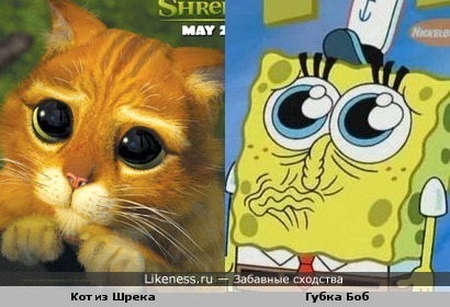Кот из Шрека и Губка Боб на этих фотографиях похожи