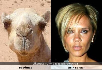 Верблюд напомнил Вики Бекхэм