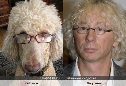 http://img.likeness.ru/uploads/users/549/Dog_Ukupnik.jpg
