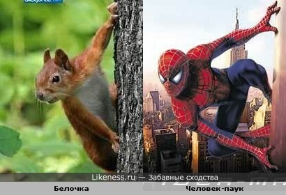 Белочка напоминает Человека-паука