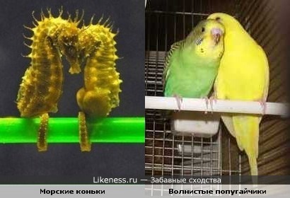 Морские коньки похожи на попугайчиков
