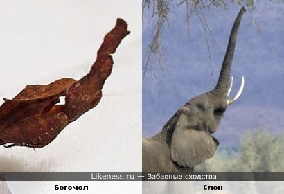 Богомол похож на слона