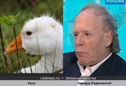 Гусь похож на Эдварда Радзинского