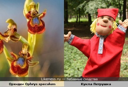 Орхидеи - затейники