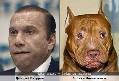Дмитрий Батурин похож на собаку-невиноваку