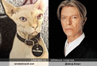 Этот кот похож на Дэвида Боуи