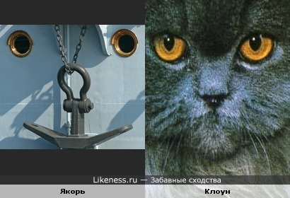 Что общего у корабля и кота?