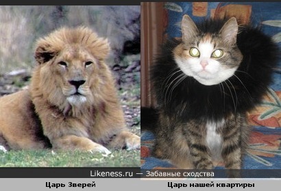 Царь нашей квартиры похож на царя зверей