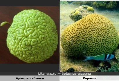 Яблоко похоже на коралл