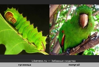 Серьезная гусеничка и серьезный попугай