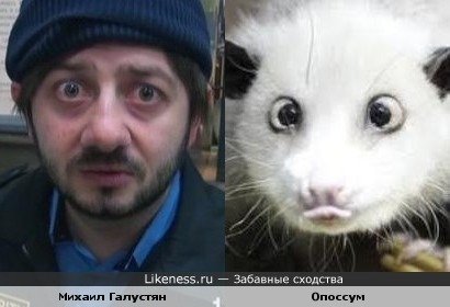 Михаил Галустян в образе похож на опоссума