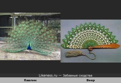 Павлин похож на веер