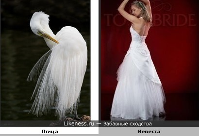 Птица похожа на невесту.