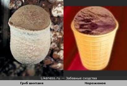 Гриб шиитаке по внешнему виду похож на шоколадное мороженое