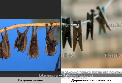 Летучие мыши похожи на деревянные прищепки