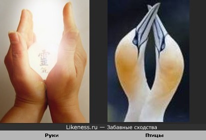 Руки и птицы