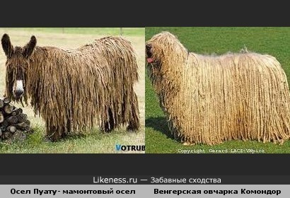 Животные, которые носят дреды...
