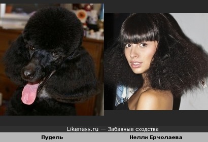 Пуделя и знаменитости фото Пуделя и знаменитости фото