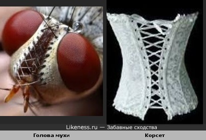 На голове у мухи корсет