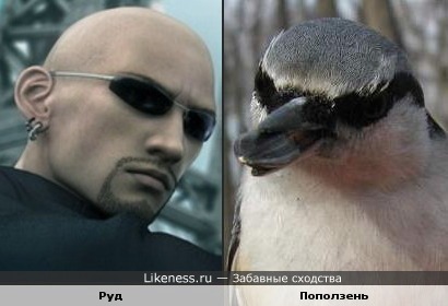 Поползень в чёрных очках