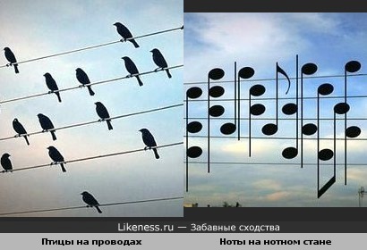 Птицы на проводах и ноты на нотном стане