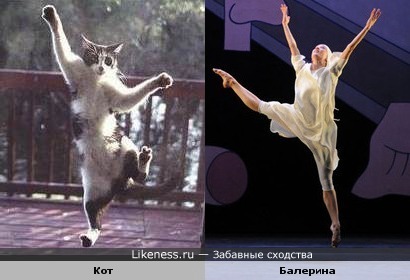 Кот - балерун