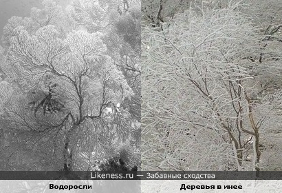 Подводный мир похож на зимний парк