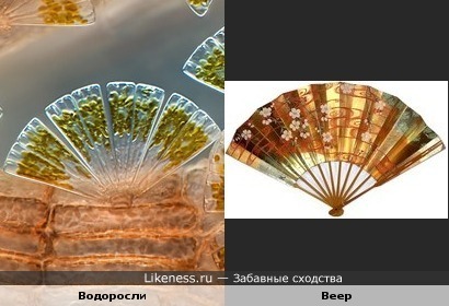 Морские водоросли похожи на веер