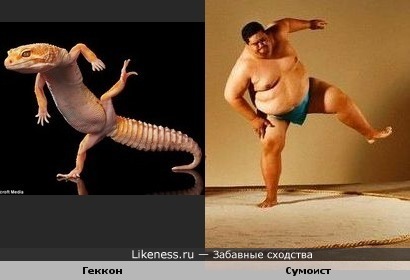 Геккон - сумоист )))