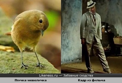 Забавная ассоциация