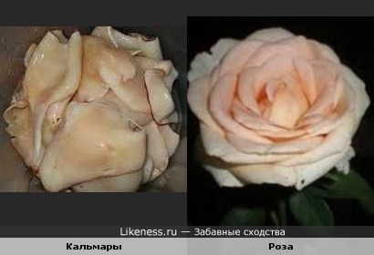Роза из кальмаров