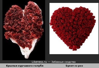 Крылья курчавого голубя напоминают букет "Сердце" из роз