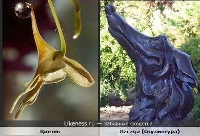 Этот цветок с капелькой дождя напоминает голову лисицы