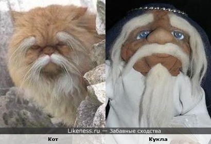 Кот с бровями и усы Кот с бровями и усы