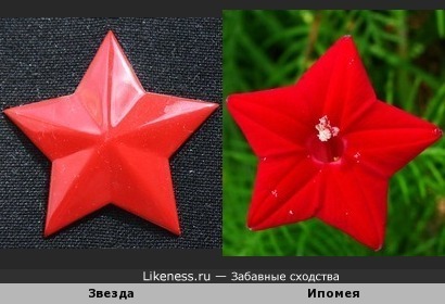 Звезда 5 букв как цветок Звезда 5 букв как цветок