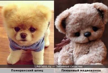 шпиц плюшевый фото шпиц плюшевый фото