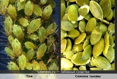 Гранатовые семена Гранатовые семена