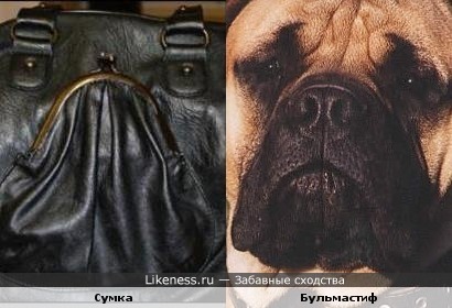 Сумка и бульмастиф