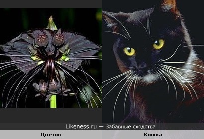 Юмор на цветочную тему Cat_flower