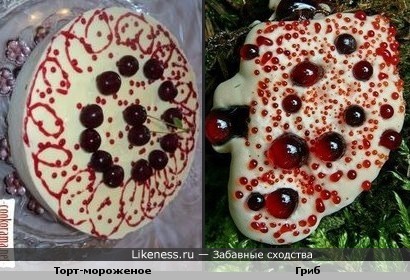 Гриб кровавый зуб похож на торт-мороженое