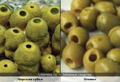 Морская губка и оливки