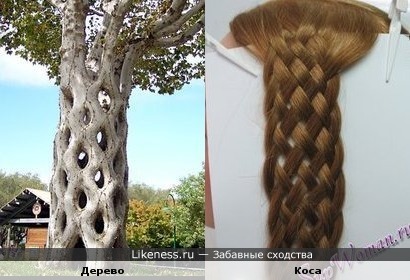 Дерево похоже на косу