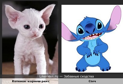 Стич и котенок - забавное сходство!