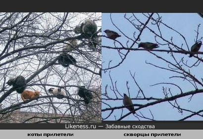 Коты прилетели...